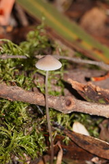 Mycena austrofilopes