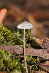Mycena austrofilopes