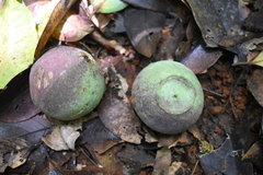 Syzygium gustavioides