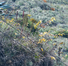 Puya aequatorialis