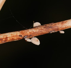 Marasmiellus affixus