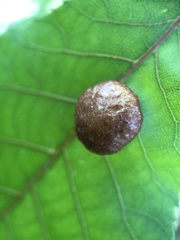 Image of Phylloxera caryae-globuli