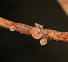 Marasmiellus affixus