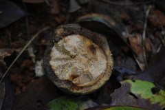 Syzygium gustavioides