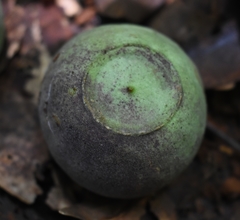 Syzygium gustavioides