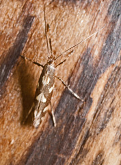 Calybites phasianipennella