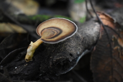 Flabellophora
