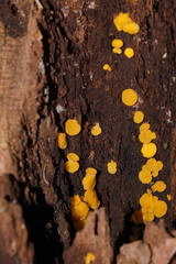 Pezizellaceae