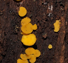 Pezizellaceae