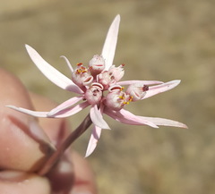 Euphorbia radians