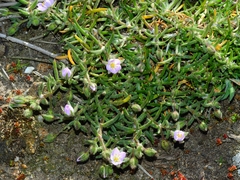 Spergularia macrotheca macrotheca