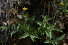 Lasianthaea podocephala