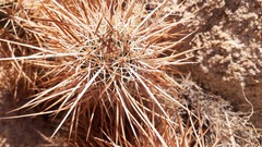 Echinocereus engelmannii engelmannii