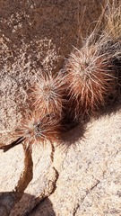 Echinocereus engelmannii engelmannii