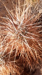 Echinocereus engelmannii engelmannii