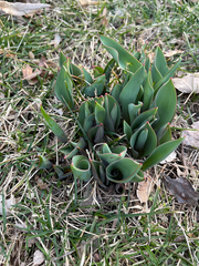 Liliopsida