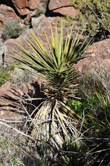 Yucca baccata brevifolia