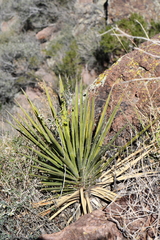 Yucca baccata brevifolia