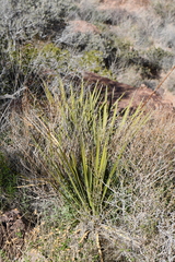 Yucca baccata brevifolia