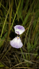 Utricularia livida
