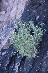 Pleurocoronis laphamioides