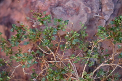 Pleurocoronis laphamioides