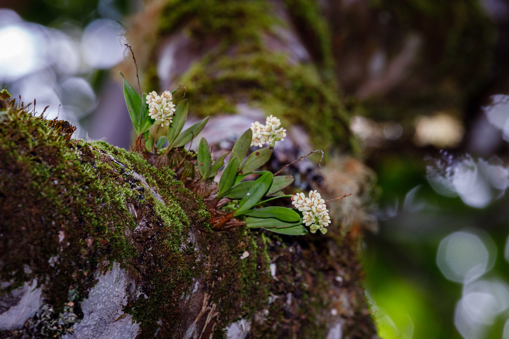 Dendrobium schneiderae F.M.Bailey