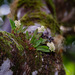 Dendrobium schneiderae - Photo (c) Craig Robbins, some rights reserved (CC BY-NC), uploaded by Craig Robbins