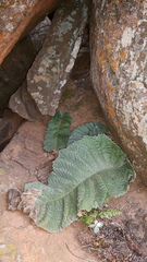 Streptocarpus dunnii