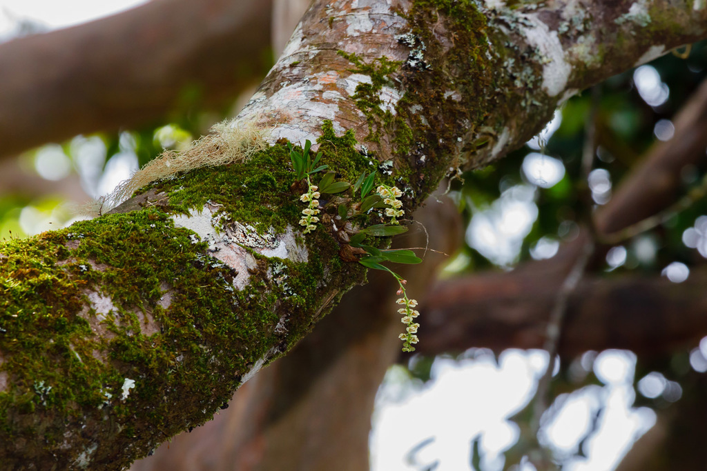 Dendrobium schneiderae F.M.Bailey 2
