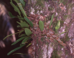 Lecanopteris sinuosa