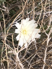 Calycoseris wrightii