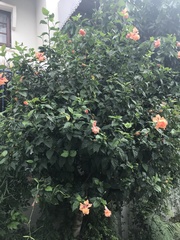 Hibiscus rosa-sinensis