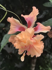Hibiscus rosa-sinensis