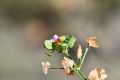 Dicliptera resupinata