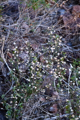 Dicliptera resupinata