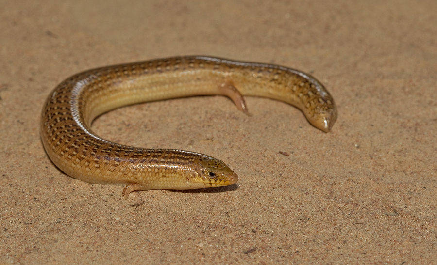 Armitage's Cylindrical Skink photo 2