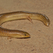 Typical Skinks - Photo (c) Paul Cools, some rights reserved (CC BY-NC), uploaded by Paul Cools