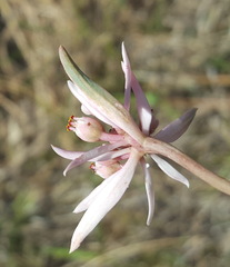 Euphorbia radians