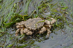 Telmessus cheiragonus