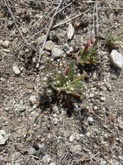 Chorizanthe parryi parryi