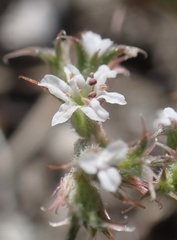 Chorizanthe parryi parryi