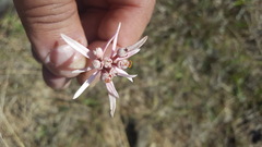 Euphorbia radians