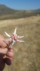 Euphorbia radians