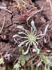 Hesperevax caulescens