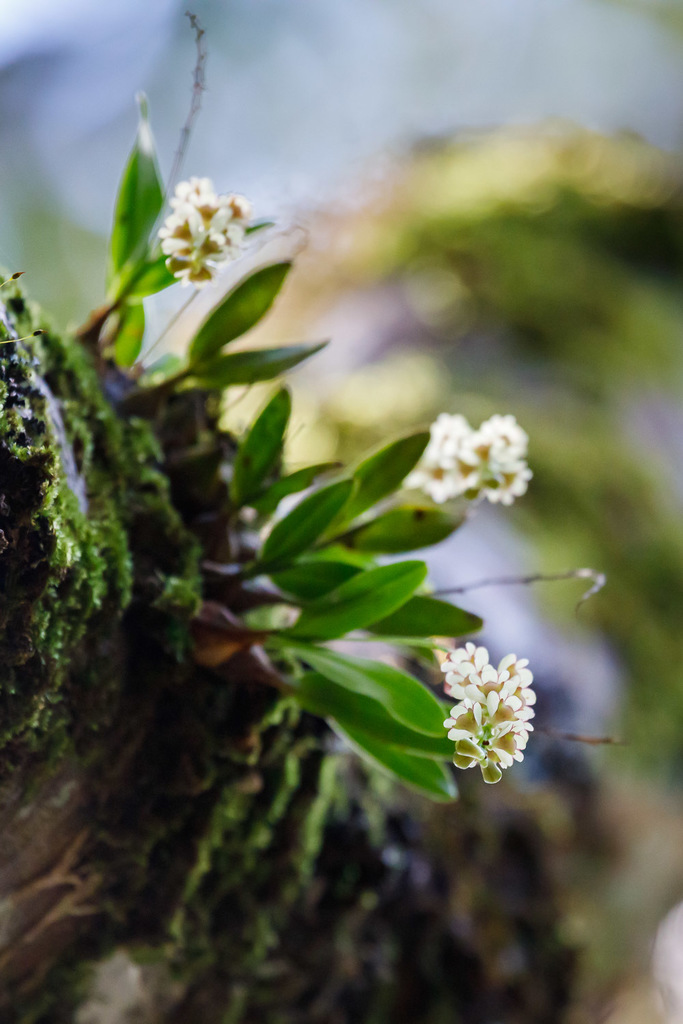 Dendrobium schneiderae F.M.Bailey 3
