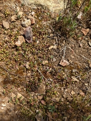 Pogogyne zizyphoroides