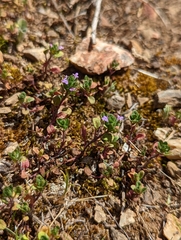 Pogogyne zizyphoroides