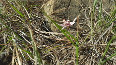 Euphorbia radians