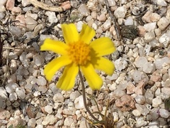 Eriophyllum ambiguum